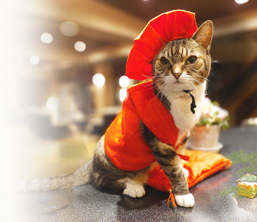 ねこ女将のおもてにゃし