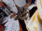 元ねこ女将まいちゃんに関するご報告