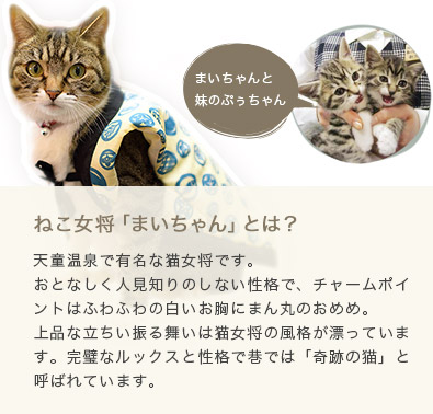 ねこ女将「まいちゃん」とは？